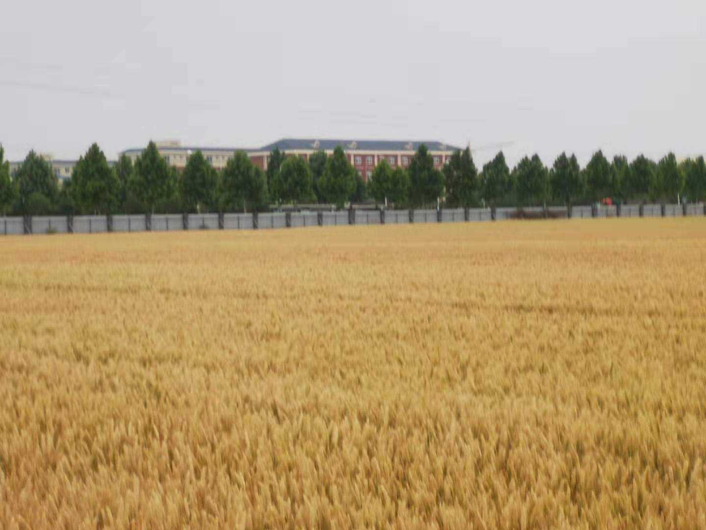 小麦机械化收获减损技术指导意见